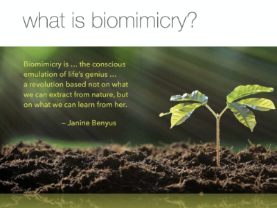 Biomimicry Workshop